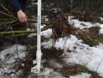 Pullerbear Tree Puller and Weed Puller - Image 7